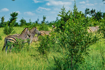 zebras joining wild life in krueger national park in South Africa