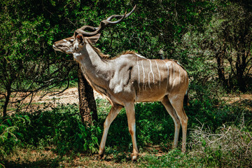 A Kudu is eating some green in Kruger National Park, South Africa