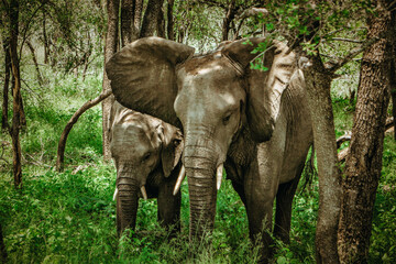 Elephant and her Baby in Krueger National Park