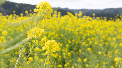 field of yellow flowers