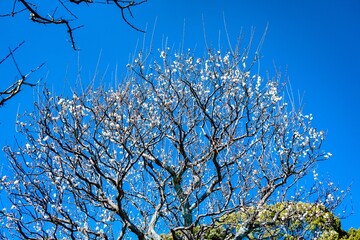 南立石公園の梅