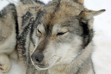 Obraz premium Sled dogs rest in the snow after a trip