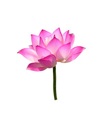  Lotus flower on white background