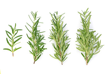 Top view of Rosemary isolated on white background