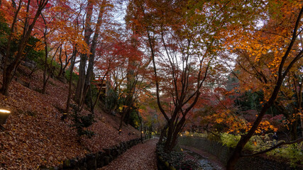 autumn in the forest
