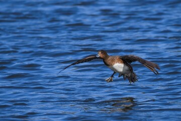 オカヨシガモ メスの着水直前のシーン