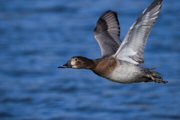 ホシハジロ メスの飛翔シーン