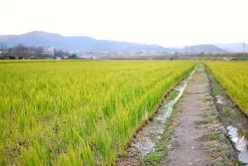 Fototapeta na wymiar Rural Rice Farm of Kyoto, JAPAN