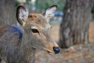 Portrait of a deer in Nara, Japan. Deer are considered sacred as messengers of gods in old Japanese religion of Shintoism.