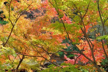 Autumn foliage at Momijdani Teien Garden in Wakayama castle, wakayama, Japan.