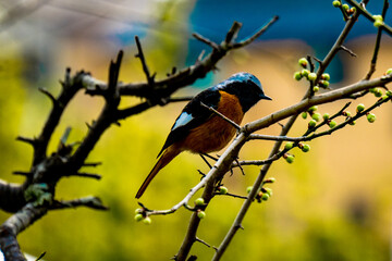 風土記の丘のジタキリス