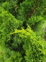 green moss background