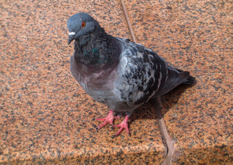Pigeon, dove, pigeon on the road, gray pigeon closeup, city birds. Dove - a bird of peace