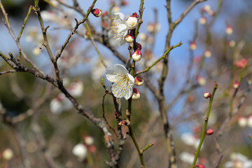 咲き始めの白梅（品種名「芳流閣」）