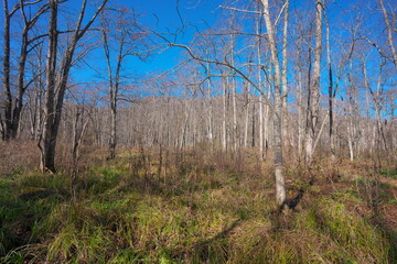 晴れた日の落葉した木々の観光地の遊歩道