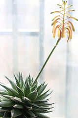 Blooming Lace Aloe