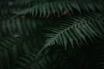Close up fern photo dark tone