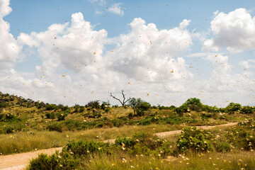 Samburu landscape viewed through swarm of invasive, destructive Desert Locusts. This flying pest is...