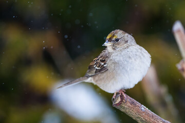Golden-Crowned Sparrow Waits Out the Snowstorm on a Cold Winter Day