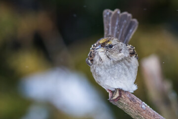 Golden-Crowned Sparrow Waits Out the Snowstorm on a Cold Winter Day