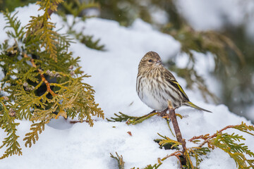 Pine Siskin Waits Out a Snowstorm 