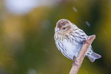 Pine Siskin Waits Out a Snowstorm 