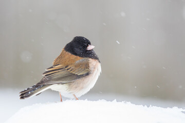 Tiny Dark-Eyed Junco Fluffs Up on a Cold Snowy Day