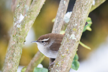 Tiny Bewick's Wren Hunkers Down in a Blustery Snow Storm