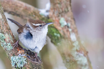 Tiny Bewick's Wren Hunkers Down in a Blustery Snow Storm