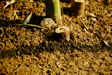 Cut bamboo trees and there are two holes inside its branch on the soil.