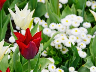 Fototapeta premium Tulips blooming during springtime on the flower beds