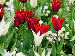 Tulips blooming during springtime on the flower beds