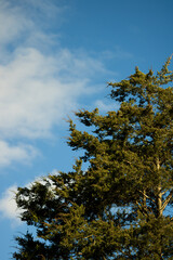 Evergreen tree against dark cloudy blue sky