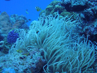 coral reef in sea