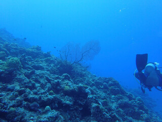 scuba diver and coral reef