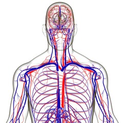 Human Arteries And Veins For Medical Concept 3D