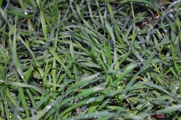 green grass background with water drops