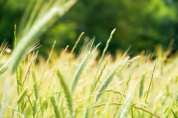 Fresh young wheat ear on blurred forest background on sunny day. Green Emmer wheat. Triticum dicoccum spike.