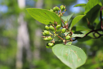Closeup of maturing berries on a dogwood shrub