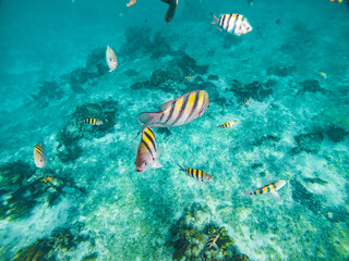Fototapeta na wymiar colorful coral fish 