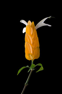 golden shrimp, pachystachys lutea, yellow bracts flower with white wings isolated in black background, known as lollypop plant or  golden candle plant