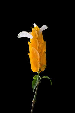 golden shrimp, pachystachys lutea, yellow bracts flower with white wings isolated in black background, known as lollypop plant or  golden candle plant
