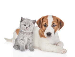 Young Jack russell terrier puppy lying with gray kitten. Pet look at camera. isolated on white background