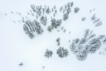 aerial view of winter forest landscape covered with snow. drone photography