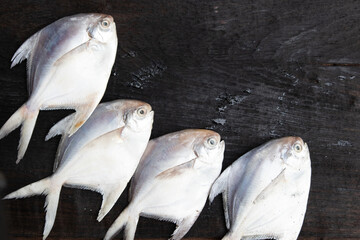 Fresh Silver pomfret on black wooden table with copy space