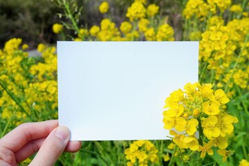 黄色い菜の花と女性が手に持った長方形の空白の紙のモックアップ