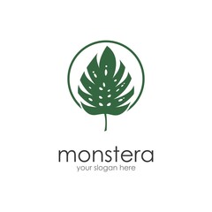 Fototapeta premium Monstera leaf