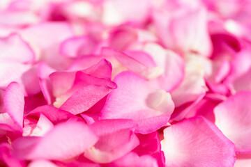 Obraz premium Rose petals