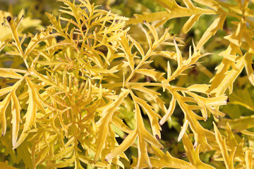 Background of golden lemon colored leaves on an elder shrub