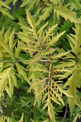 Feather like leaves on an elder bush